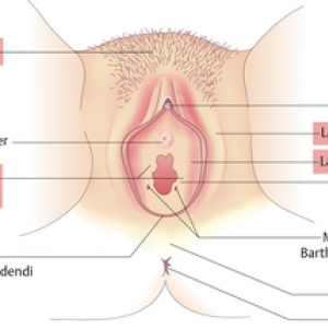 Vagina darstellung