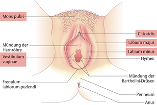 Vagina darstellung